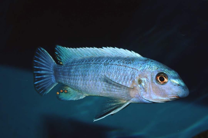 Labeotropheus trewavasae 'Mara Rocks'